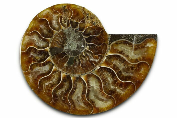 Cut & Polished Ammonite Fossil (Half) - Madagascar #377633